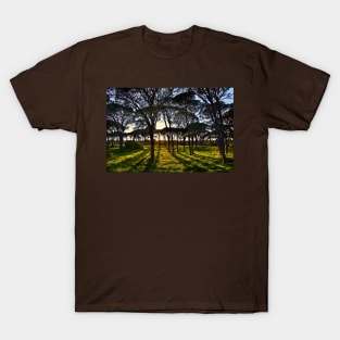 Umbrella pine trees in Strofylia forest T-Shirt